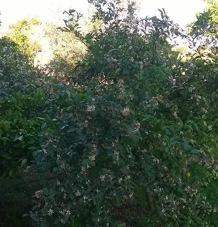 Liri