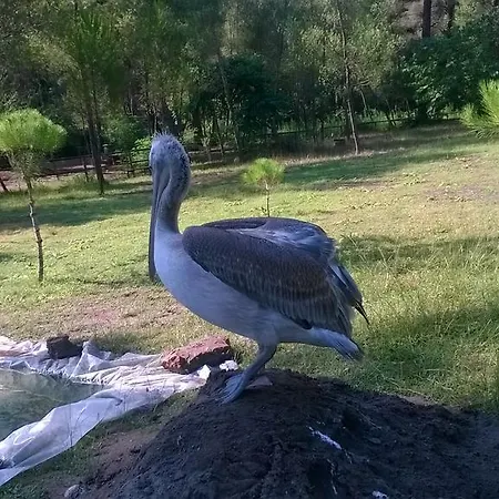 Liri